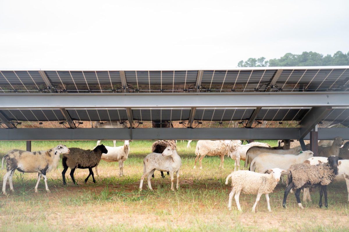 Sheep graze beneath the solar panels. The sheep are part of the array’s landscaping plan, as they will cut the grass. 