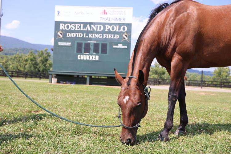 A polo pony grazes at Roseland Polo at King Family Vineyards on Friday, July 28, 2023.