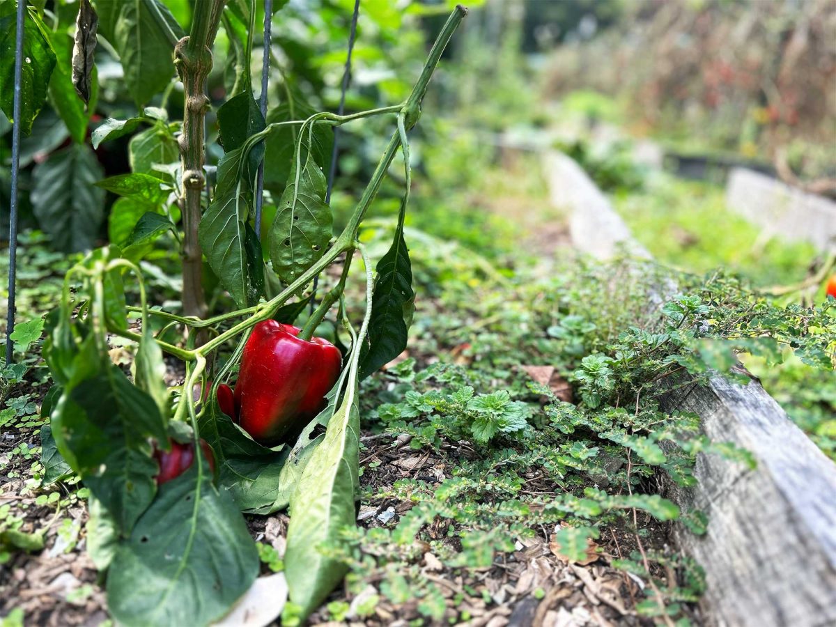 A large, red pepper grows in the Washington and Lee Campus Garden. According to the Washington and Lee Office of Sustainability, approximately 1,500 pounds of the garden’s organically grown produce is later distributed.