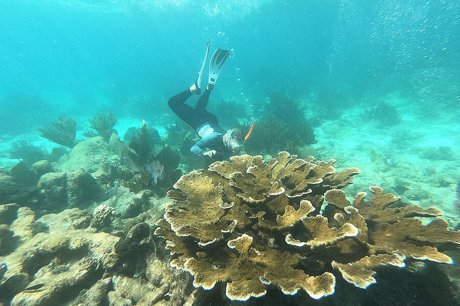 How climate change affects coral science