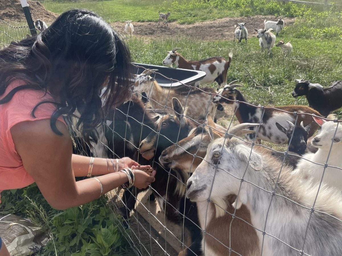 Yereni Bruno-Sanchez, ‘26, feeds the goats at High Five Farms during a HEART event. 
